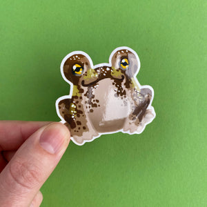 Floris the Frog | Desert rain frog Vinyl Sticker